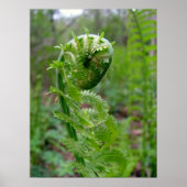 Poster Fern (Devant)