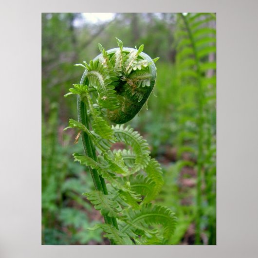 Poster Fern (Devant)