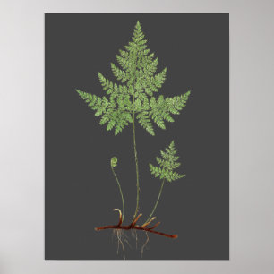 Poster Fern,