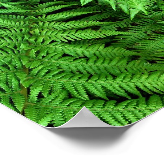 Poster Fern (Coin)