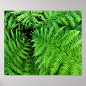 Poster Fern (Devant)
