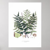 Poster Fern (Devant)
