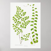 Poster Fern (Devant)