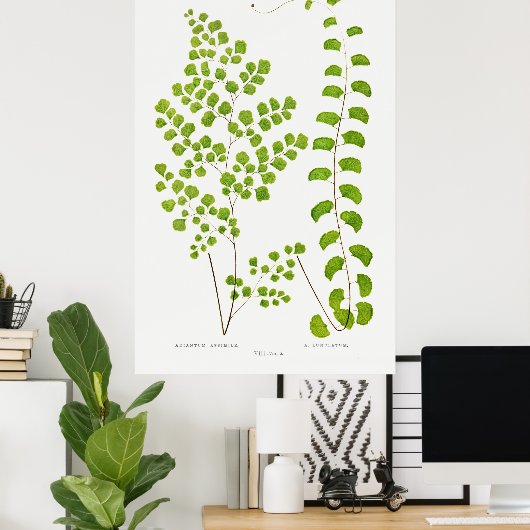 Poster Fern (Bureau à domicile)