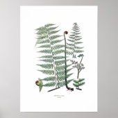 Poster Fern (Devant)