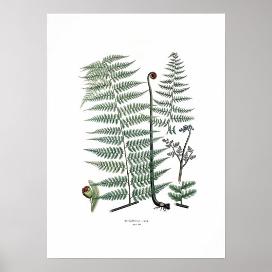 Poster Fern (Devant)