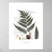 Poster Fern (Devant)