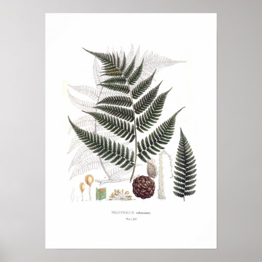 Poster Fern (Devant)