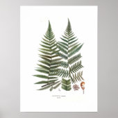 Poster Fern (Devant)