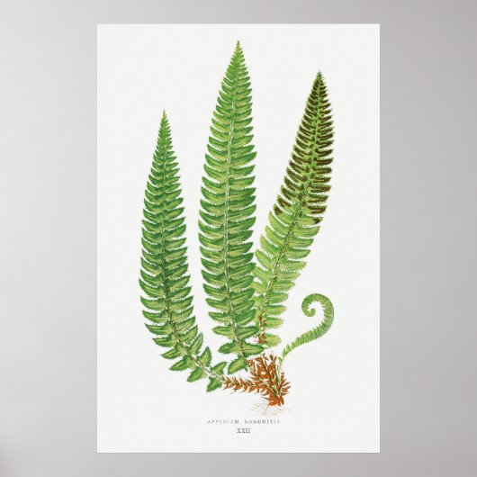 Poster Fern 3 (Devant)