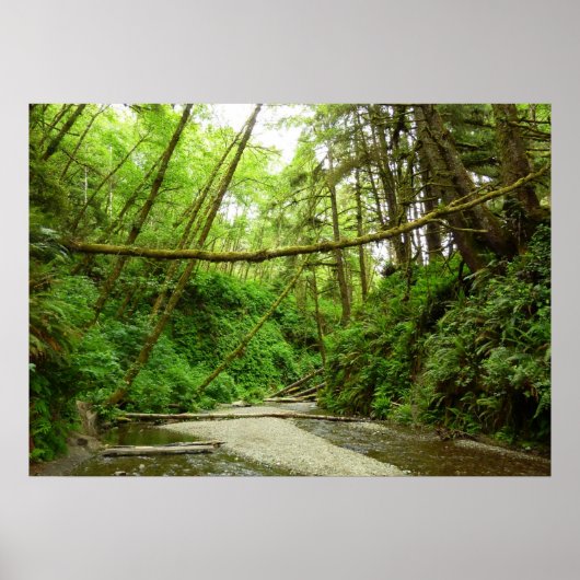 Poster Fern Canyon I au Redwood National Park (Devant)