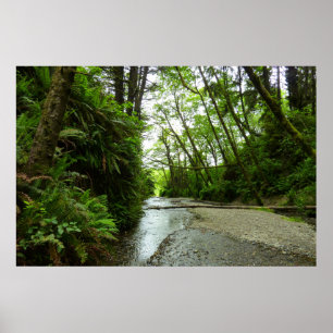 Poster Fern Canyon II au Parc national de Redwood