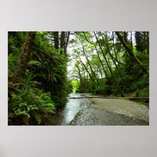 Poster Fern Canyon II au parc national Redwood (Devant)