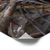 Poster Fern Falls au parc national Rocky Mountain (Coin)