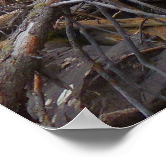 Poster Fern Falls au parc national Rocky Mountain (Coin)