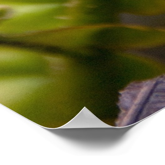 Poster Fern Frond (Coin)