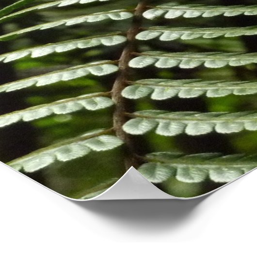 Poster Fern Fronds II Dark Green Nature (Coin)