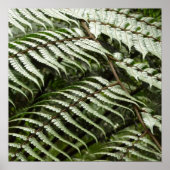 Poster Fern Fronds II Dark Green Nature (Devant)