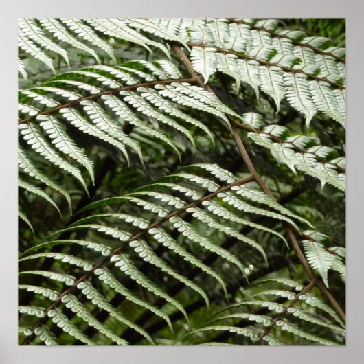 Poster Fern Fronds II Dark Green Nature (Devant)