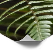 Poster Fern Fronds II Dark Green Nature (Coin)