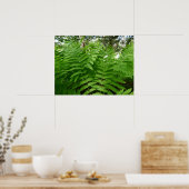 Poster Fern Fronds IV Nature verte Botanique (Cuisine)