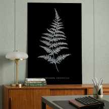 Fern - Gymnogramma Chrysophylla. Effet de rayons X
