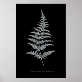Poster Fern - Gymnogramma Chrysophylla. Effet de rayons X (Devant)