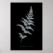 Poster Fern - Gymnogramma Sulphurée - Effet de rayons X - (Devant)