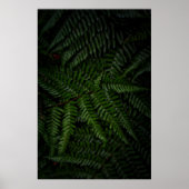 Poster Fern plante (Devant)