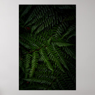 Poster Fern plante