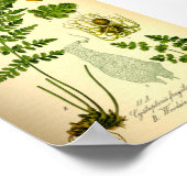 Poster Ferne à vessie (Cystopteris fragilis) (Coin)