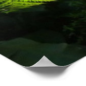 Poster Ferne arborescente dans la forêt tropicale (Coin)