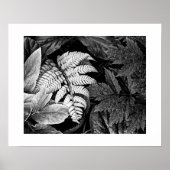 Poster Ferne et feuillage noir et blanc (Devant)