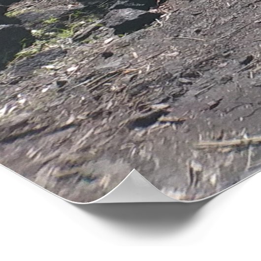 POSTER FERNES HAWAIIAN HAPUU (Coin)