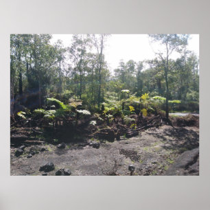 POSTER FERNES HAWAIIAN HAPUU