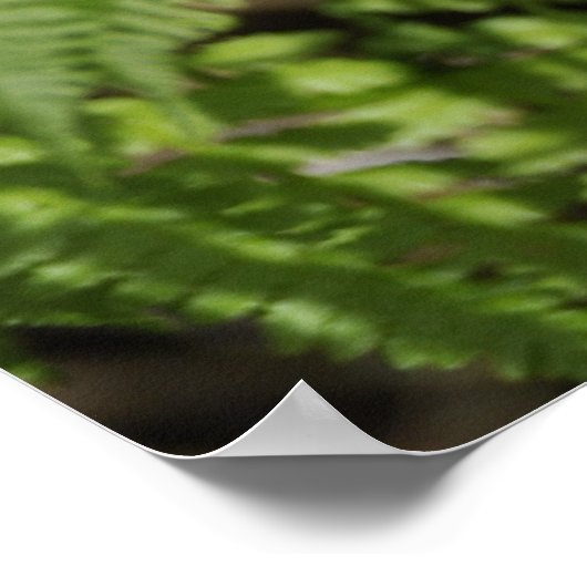Poster Ferns (Coin)