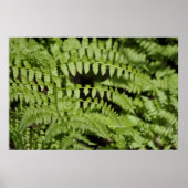 Poster Ferns (Devant)