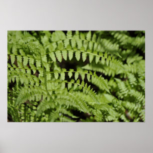 Poster Ferns