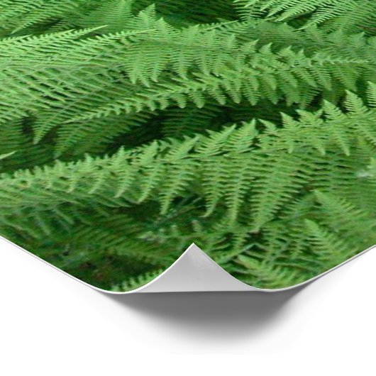 Poster Ferns (Coin)