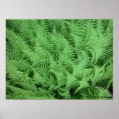 Poster Ferns (Devant)