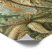 Poster Ferns, Filicinae Laubfarne par Ernst Haeckel (Coin)