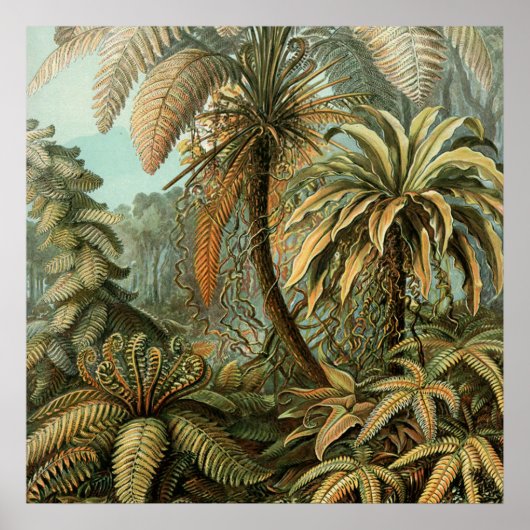 Poster Ferns Palm Tree Antiquité Botanique Ferns Art (Devant)