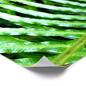 Poster Ferns Unfurling (Coin)