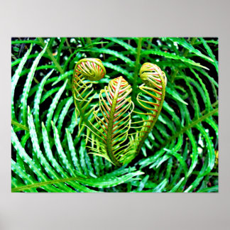 Poster Ferns Unfurling