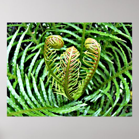 Poster Ferns Unfurling (Devant)