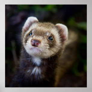 Poster Ferret