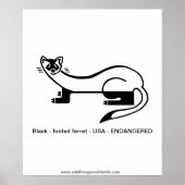 Poster FERRET à pieds noirs - Animaux en voie de disparit (Devant)