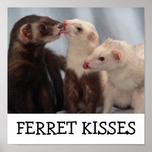 Poster Ferret Kisses