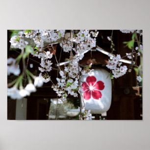 Poster Festival Cherry Blossom : Sanctuaire Hirano, Kyoto