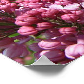 Poster Festival de Lilac (Coin)